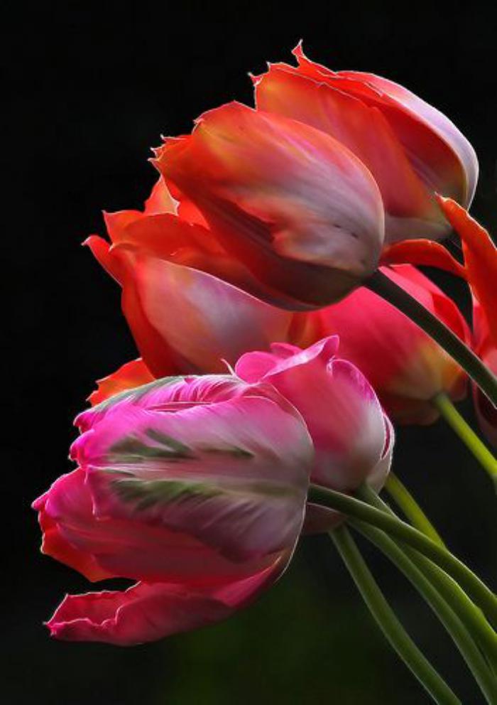 la-tulipe-bouquet-de-belles-tulipes-botaniques