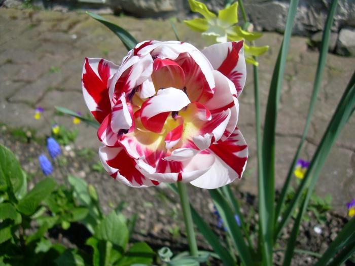la-tulipe-espèce-de-tulipe-bicolore-diversité-d'espèces