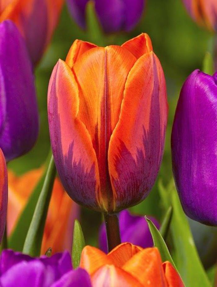 la-tulipe-espèce-de-tulipe-en-lilas-et-orange