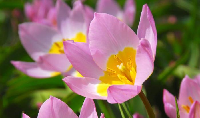 la-tulipe-espèce-de-tulipe-rose-pâle