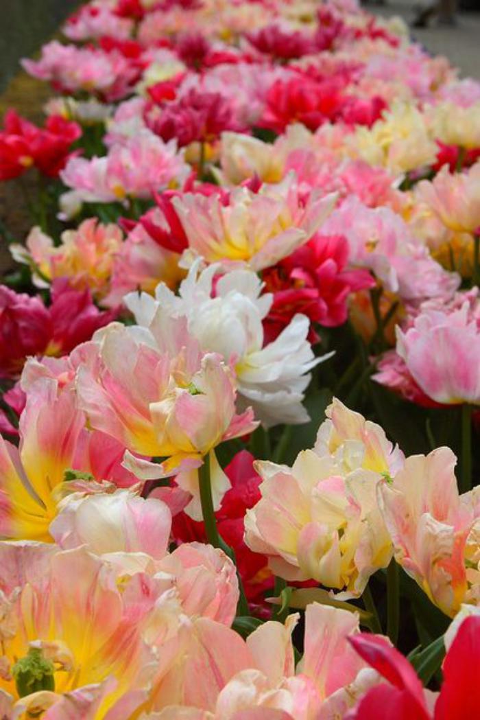 la-tulipe-féérie-de-tulipes-botaniques-cultivées