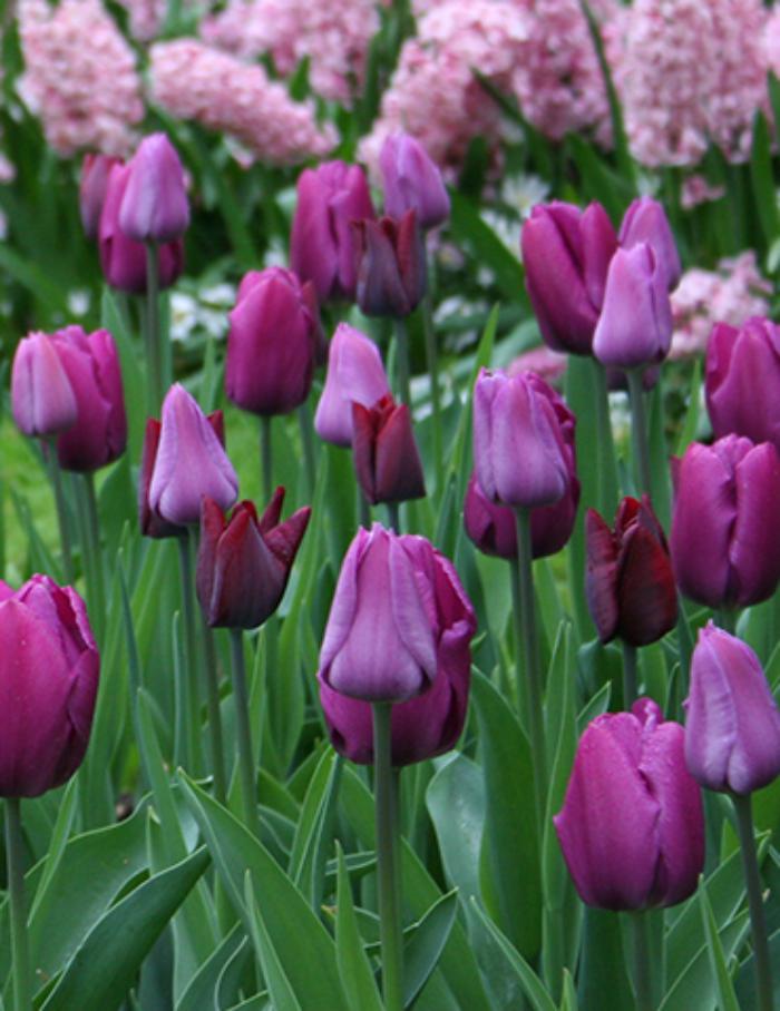 la-tulipe-jardin-botanique-de-tulipes