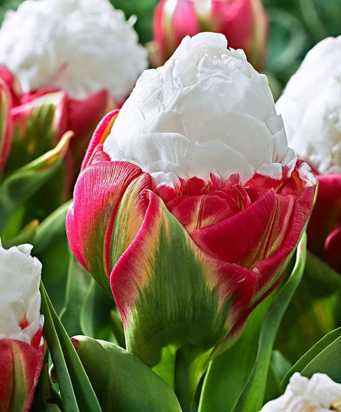 la-tulipe-jardin-de-tulipes-botaniques