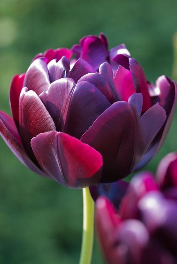la-tulipe-black-heroe-le-héros-blanc