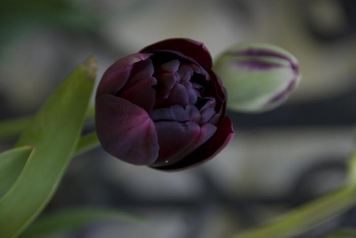 la-tulipe-le-héros-noir-fleur-magnifique