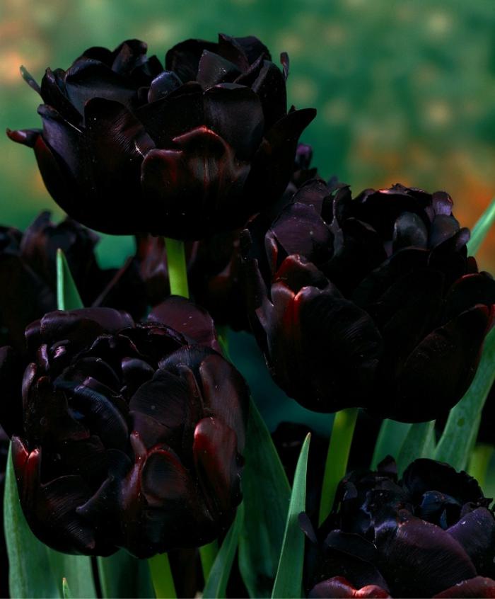 la-tulipe-le-hétos-noir-une-tulipe-fatale