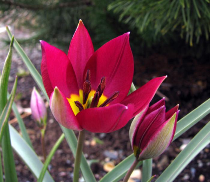 la-tulipe-perle-persienne-fleur-botanique-tulipe