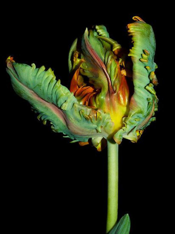 la-tulipe-perroquet-hybrides-de-tulipe