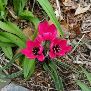 La tulipe - la grande diversité d'espèces