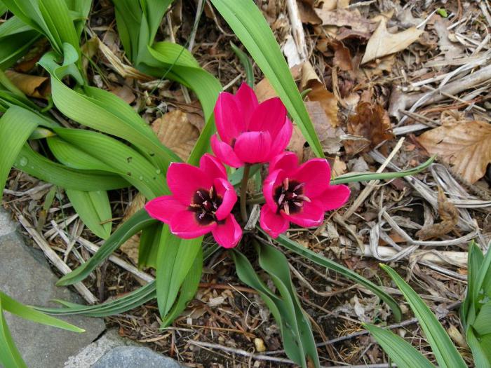 la-tulipe-petites-tulipes-botaniques-cyclamen