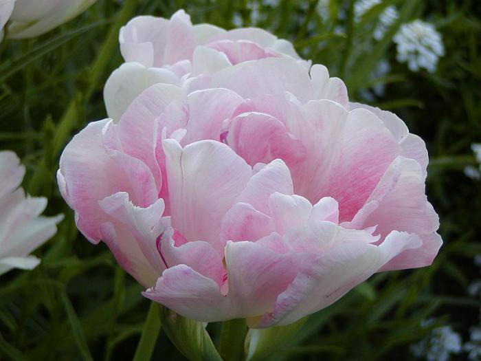 la-tulipe-tulipe-botanique-rose