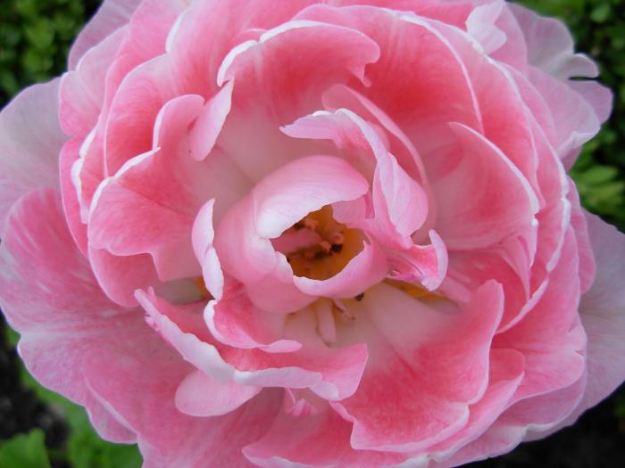 la-tulipe-rose-une-semblance-parfaite