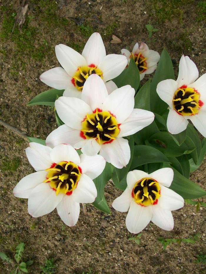 la-tulipe-tulipe-blanche-botanique