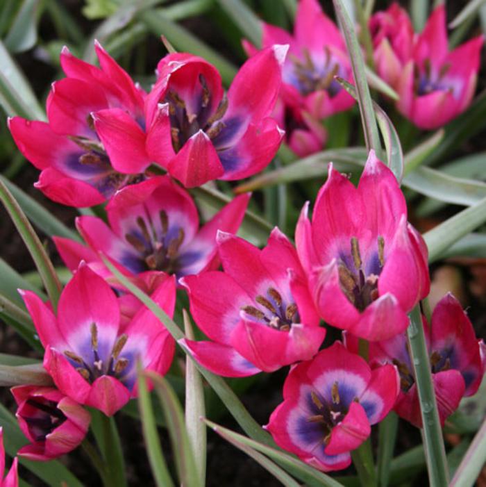 la-tulipe-tulipe-botanique-pourpre