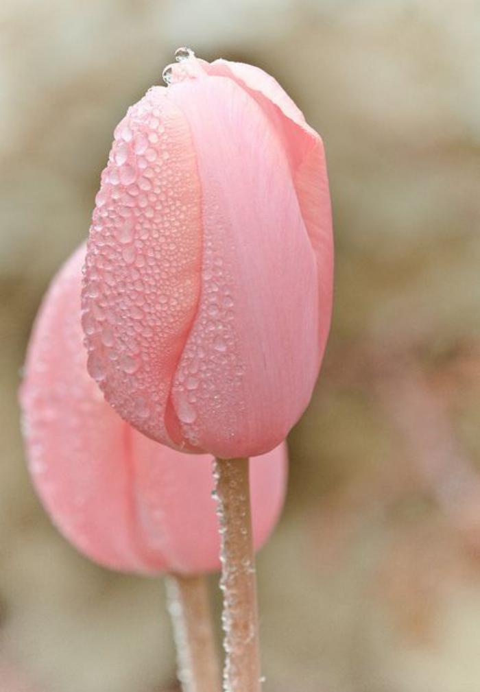 la-tulipe-tulipe-botanique-rose-jolie-espèce-de-tulipe