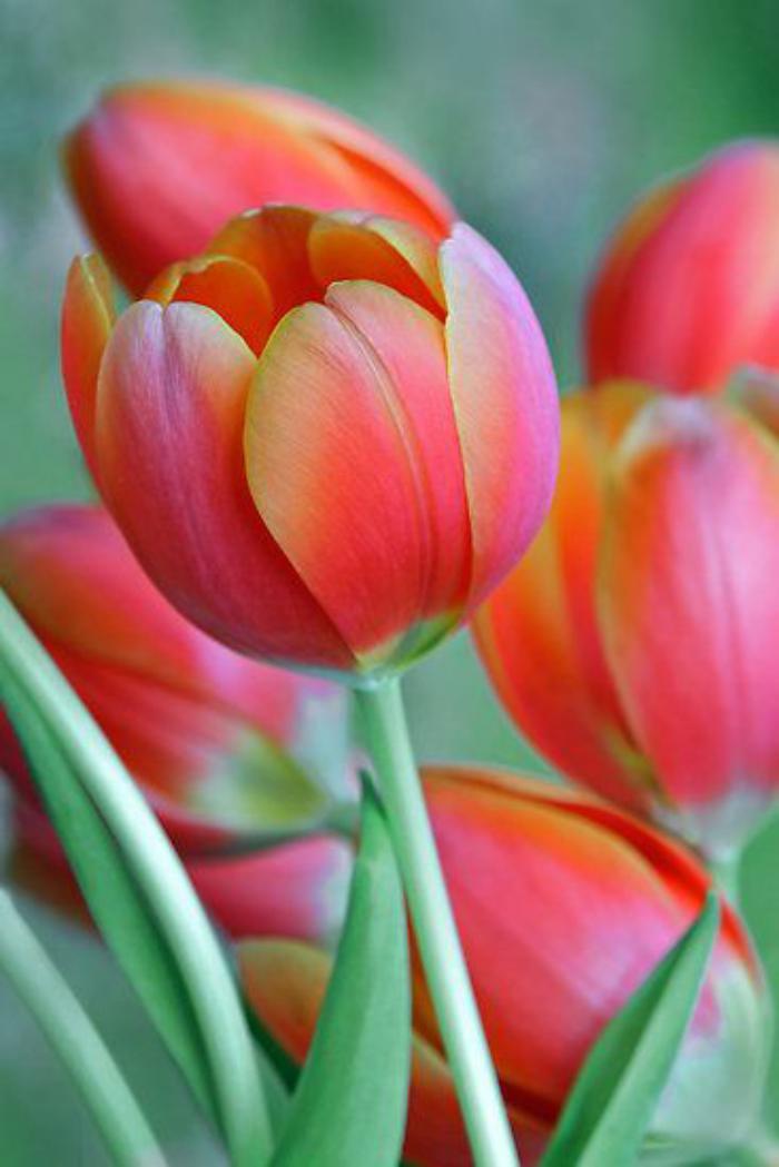 la-tulipe-tulipe-rouge-espèces-de-tulipes-différentes