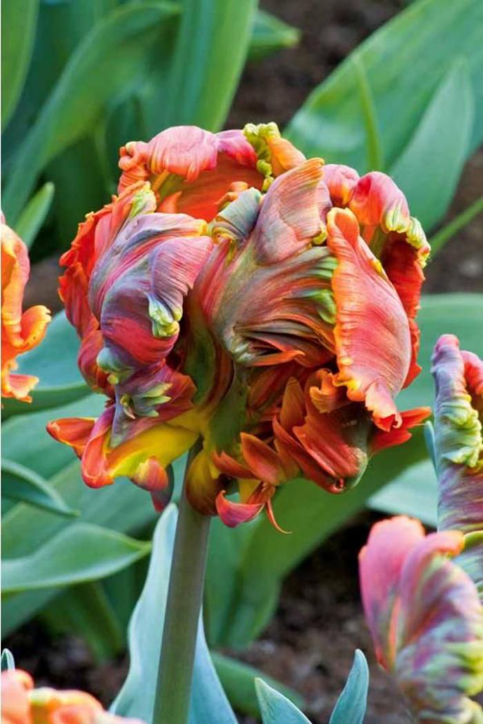 la-tulipe-tulipe-insolite-type-perroquet