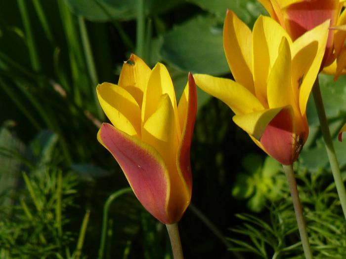 la-tulipe-tulipe-jaune-tulipes-botaniques