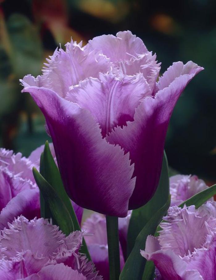 la-tulipe-tulipe-lilas-chiffonée