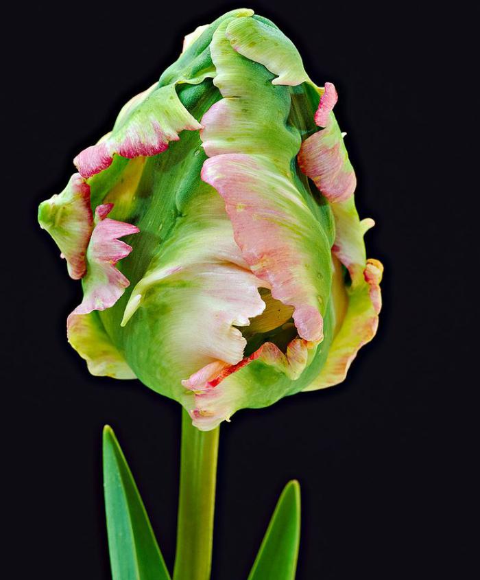 la-tulipe-tulipe-perroquet-avant-de-s'éapanouir