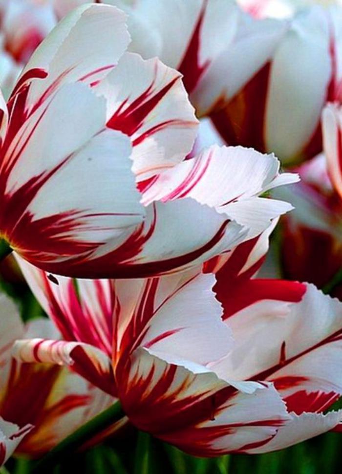 la-tulipe-tulipes-en-rouge-et-blanc-jolies-tulipes