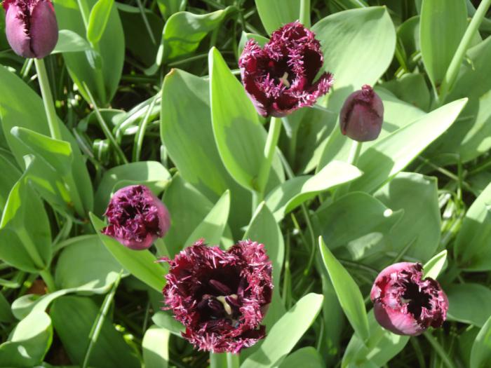 la-tulipe-tulipes-frangées-pourpres