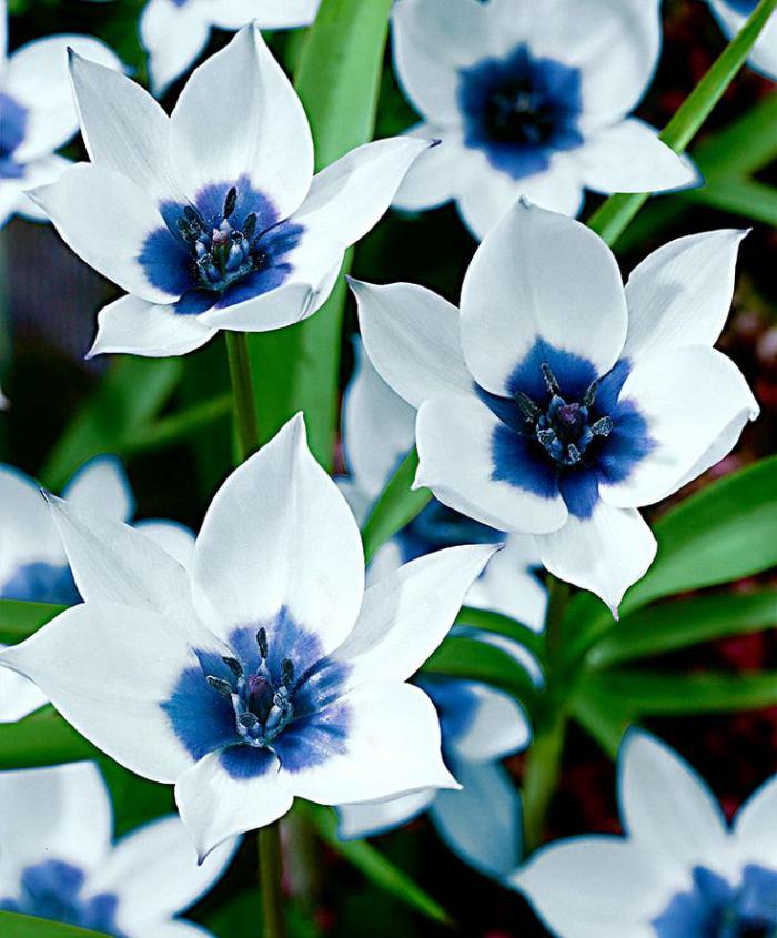 la-tulipe-tulipes-sauvages-en-blenc-et-bleu