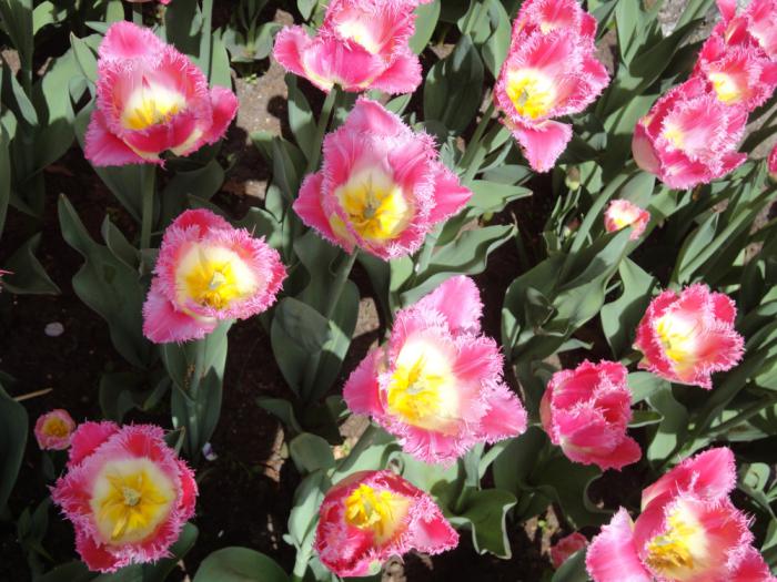 la-tulipe-tulipes-spécifiques-petites-tulipes