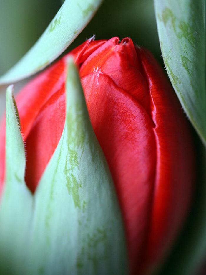 la-tulipe-tylipe-avant-de-s'épanouir-rouge
