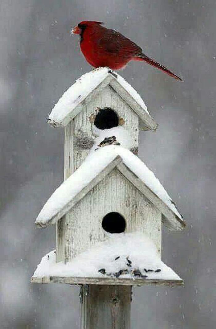 cabane-à-oiseaux-belles-nichoirs-d'oiseau-en-hiver