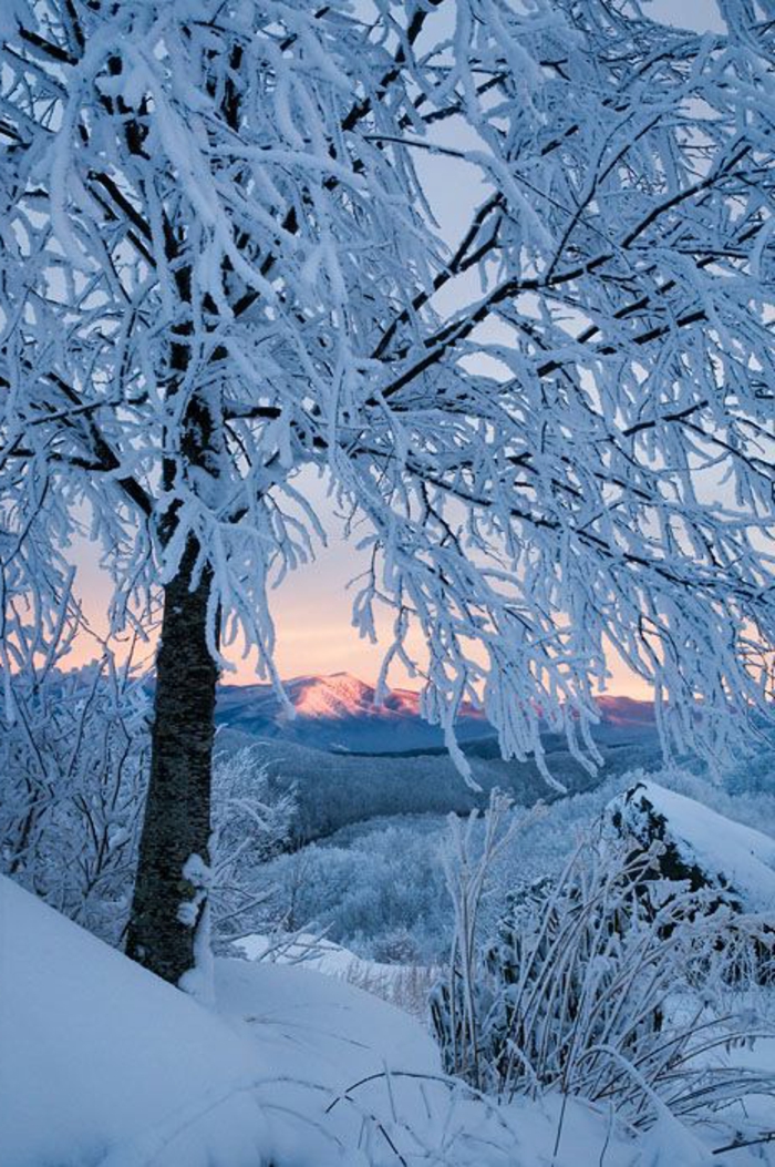 Cool-fond-d-ecran-hiver-paysages-de-noel-éclatant-un-arbre-glissé