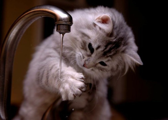 adorables-chatons-trop-mignons-les-photo-de-chat-eau