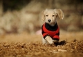 On vous présente vêtement pour chien en 40 photos remarquables!