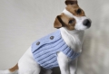 On vous présente vêtement pour chien en 40 photos remarquables!
