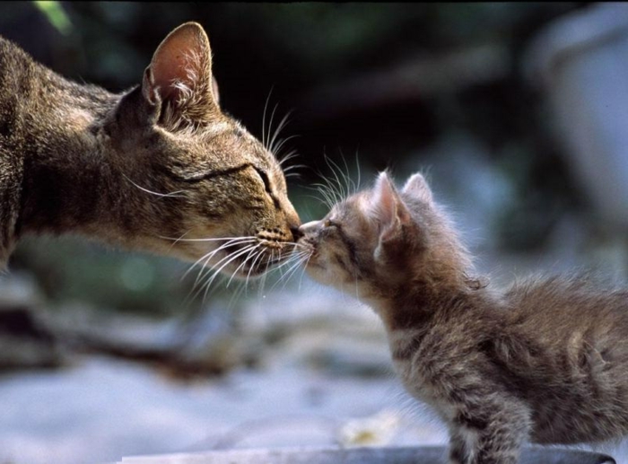 chouettes-chatons-trop-mignons-les-photo-de-chat-amour-maman-bébé