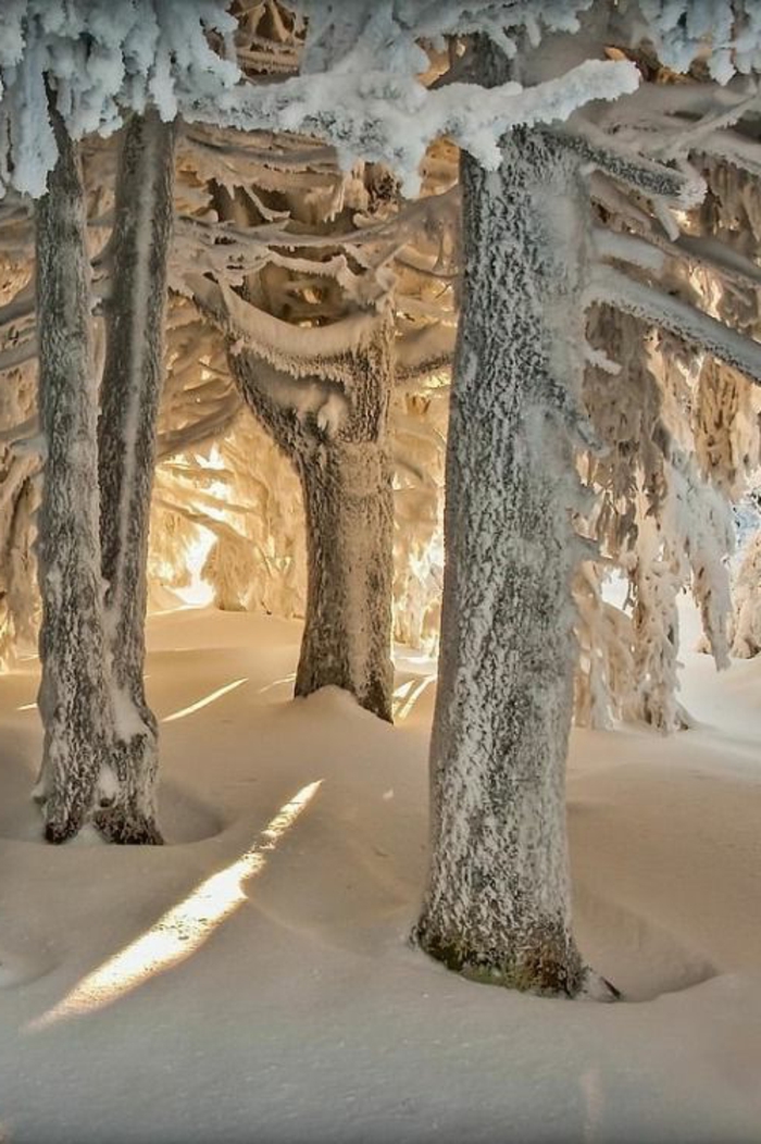 incroyable-photo-paysage-magnifique-fond-d-écran-paysage-d-hiver-arbre