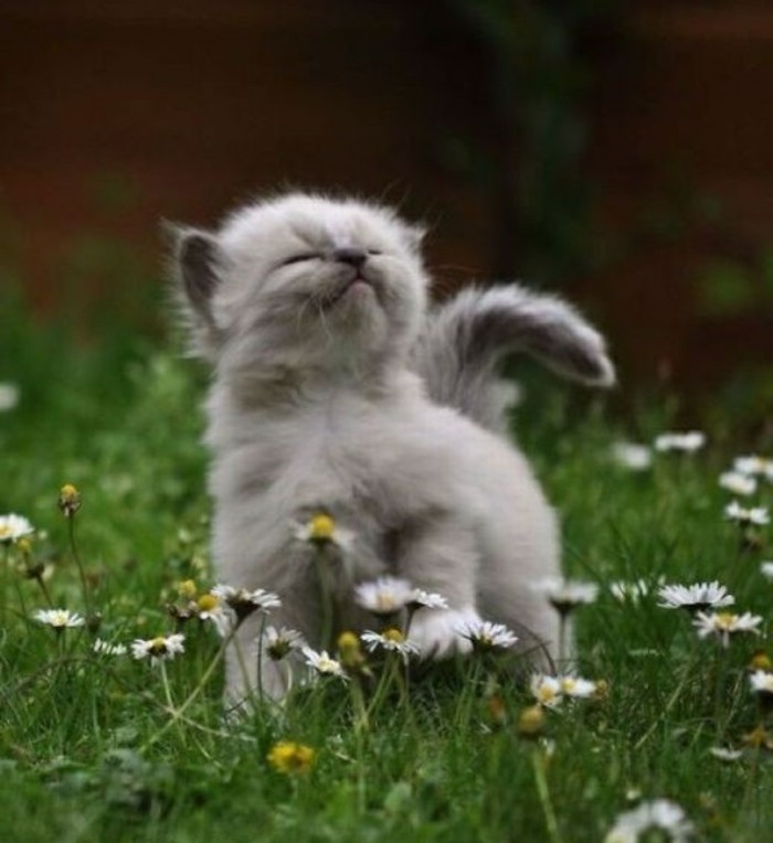 j-aime-les-fleurs-petit-chat-image-de-chaton-mignon-chaton-mignon-rigolo-le-vert