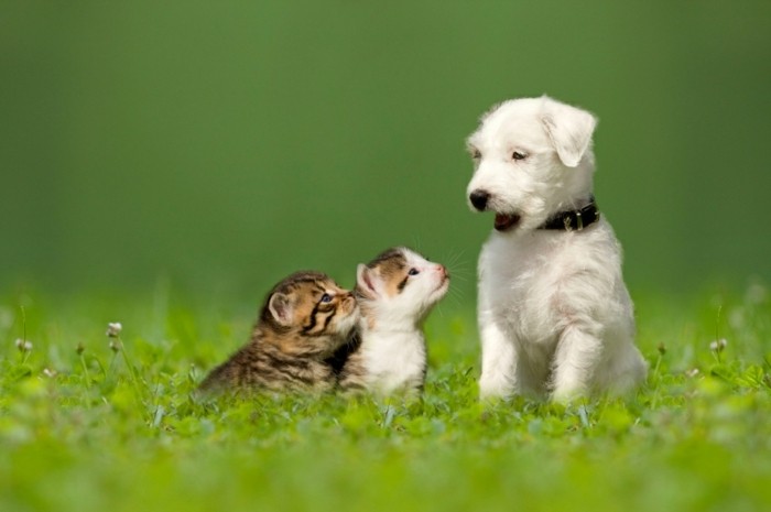 Parson Jack Russell Terrier puppy with two little kittens in a green meadow