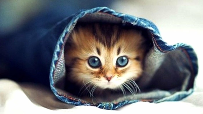 le-plus-mignon-chaton-petit-chaton-mignon-chaton-image