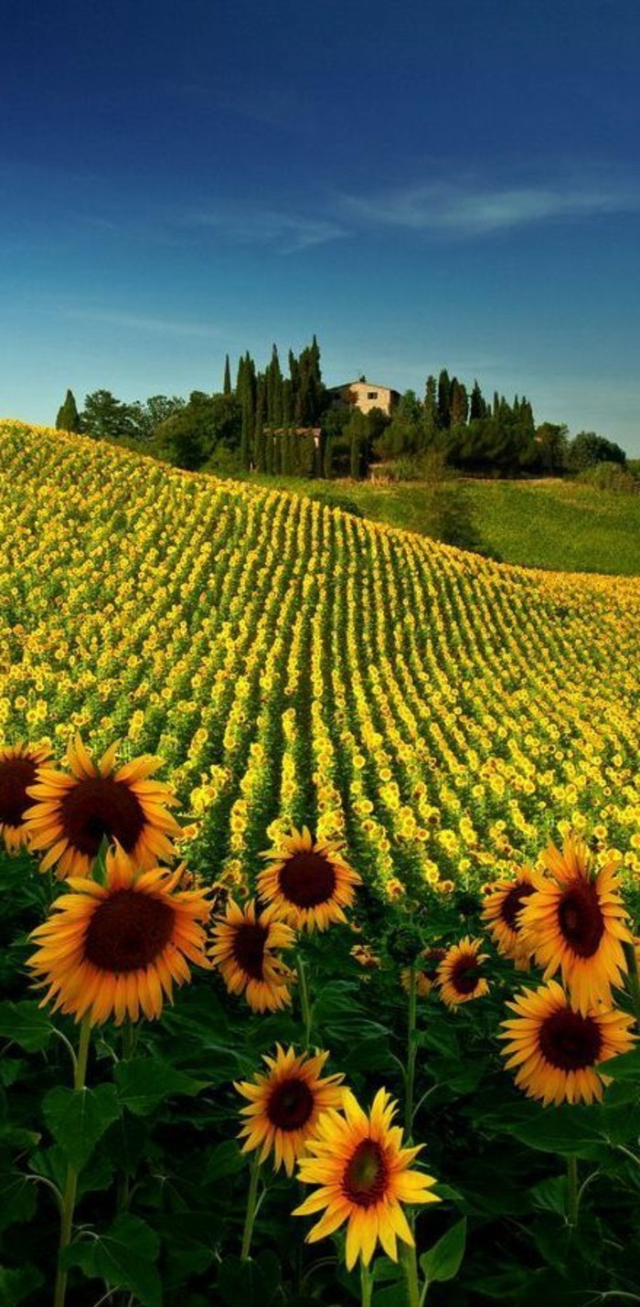 les-champs-de-tournesols-en-toscane-séjour-en-toscane-visiter-la-toscane-beau-paysage