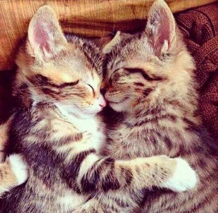 les-chatons-mignons-chaton-trop-mignon-chat-adorable-amour
