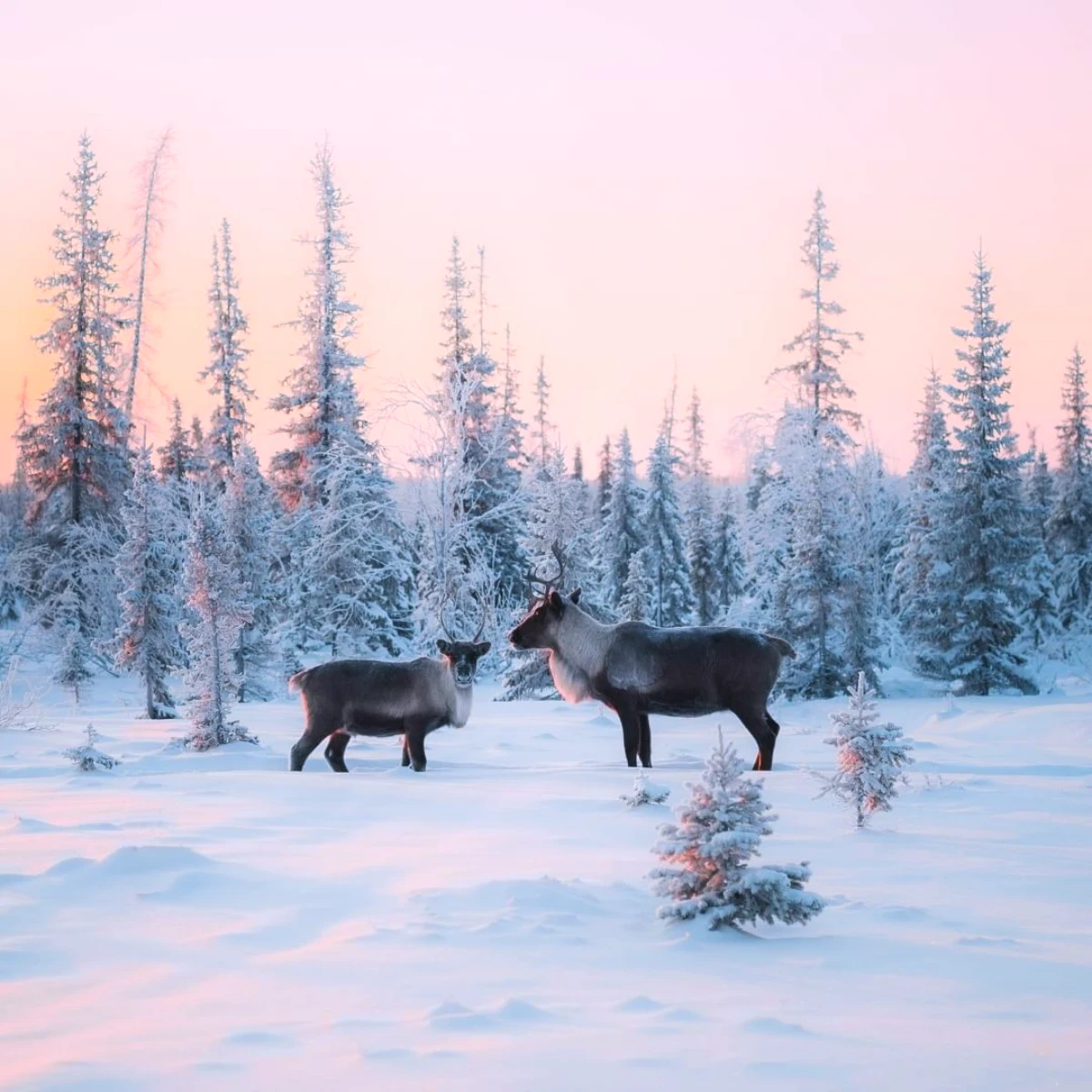 magnifique paysage d hiver avec animaux deux cerfs