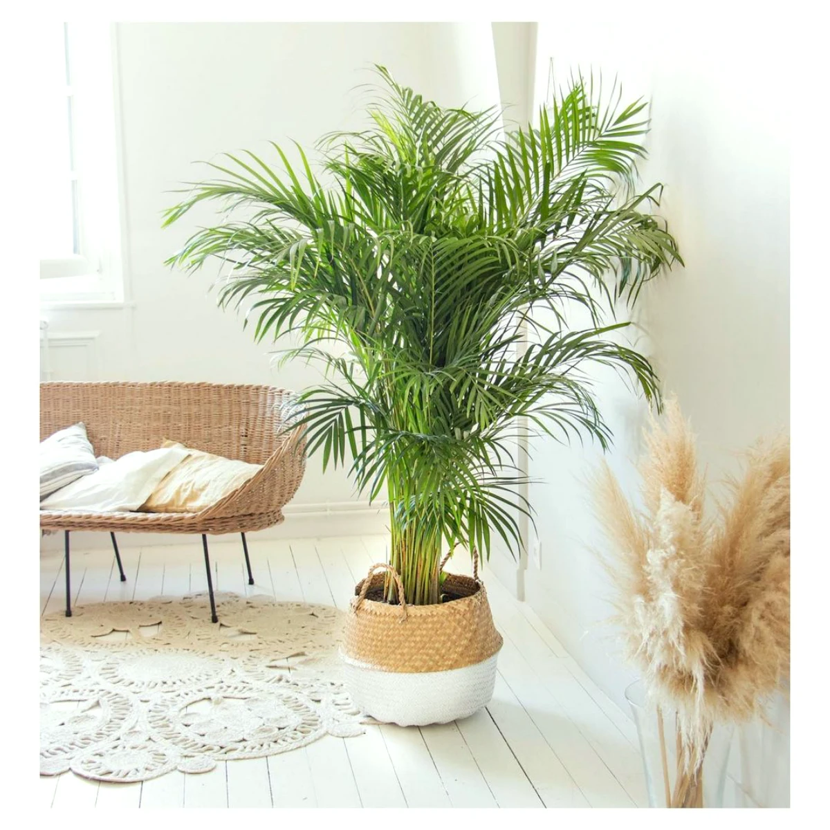 palmier areca plante verte pour le salon design epure