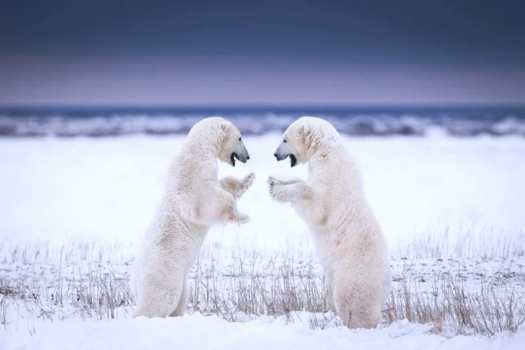 paysage d hiver avec des animaux deux ours pollaires