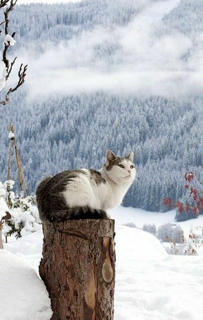 paysage-sous-la-neige-paysage-canadien-chat-mignon
