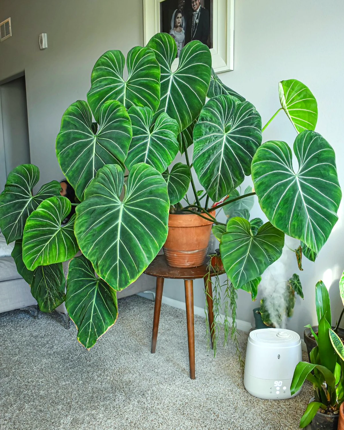 philodendron plante d appartement grandes feuilles vertes