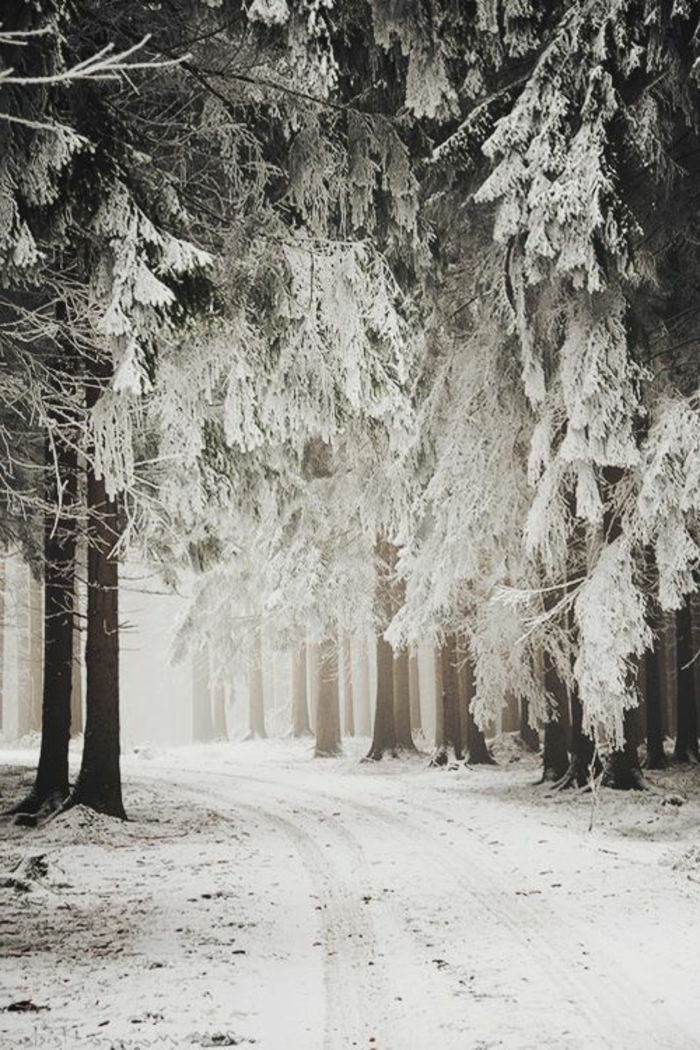 photos-hiver-fond-neige-montagne-photo- fond-d-écran-hiver-neige-arbres