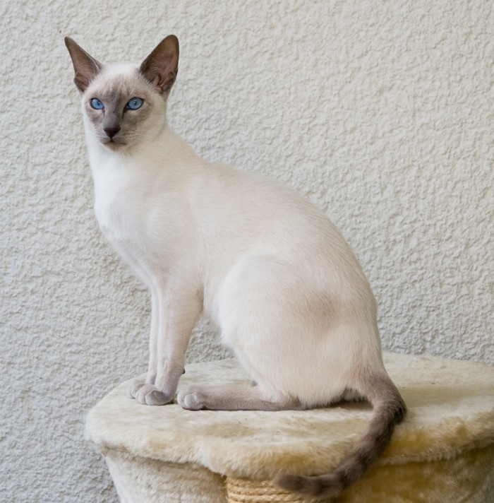 Chats Siamois Les Chats Royaux En 40 Photos Magnifiques Archzine Fr