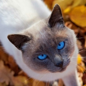 Chats siamois - les chats royaux en 40 photos magnifiques!