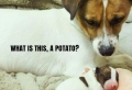 Le jack russell terrier – un chien adorable que vous allez aimer tout de suite